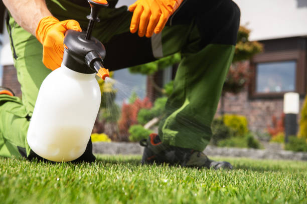 Best Termite Control Services  in Oak Point, TX