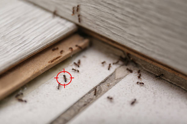 Best Rat Extermination Near Me  in Oak Point, TX